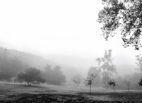 Park in Fog by Anat Ambar