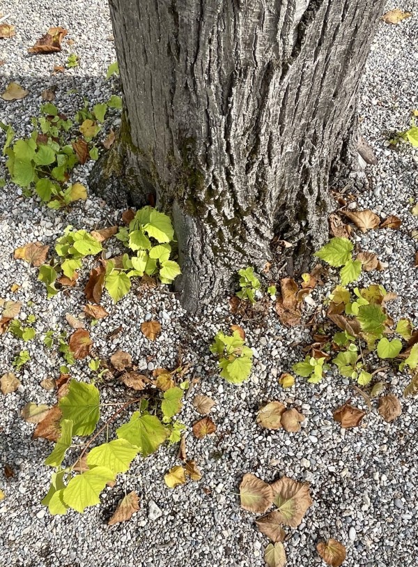 Leaves Under The Tree by Anat Ambar