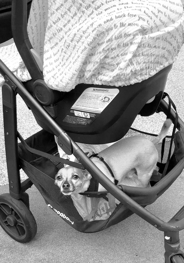 In the Baby Carriage by Anat Ambar