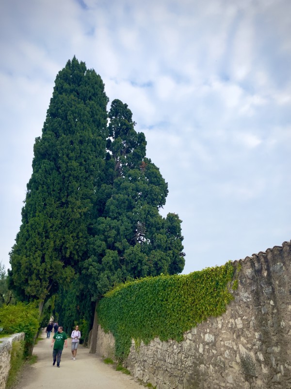 Cypresses by Anat Ambar