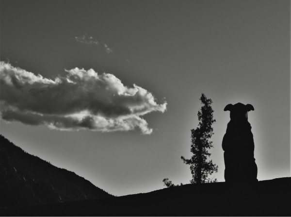 Silhouette by Anat Ambar