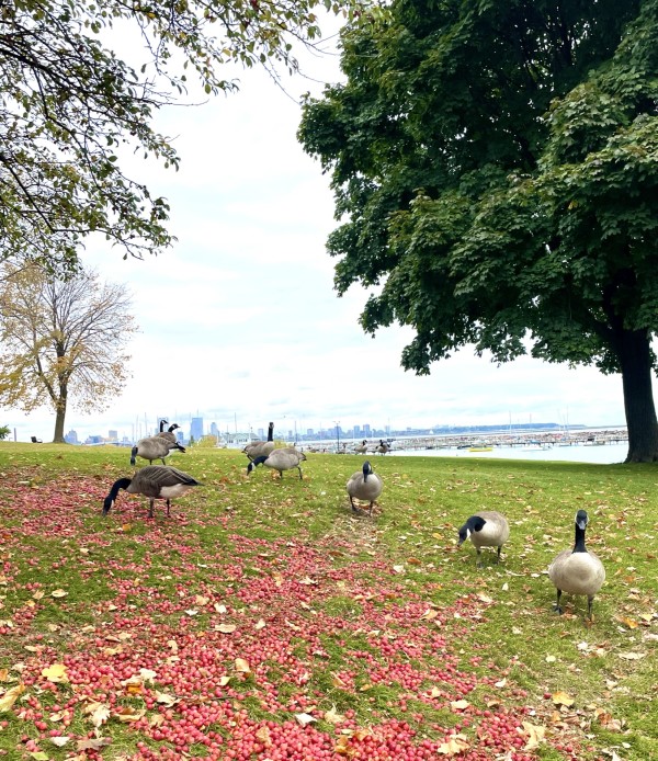 Ducks by Anat Ambar