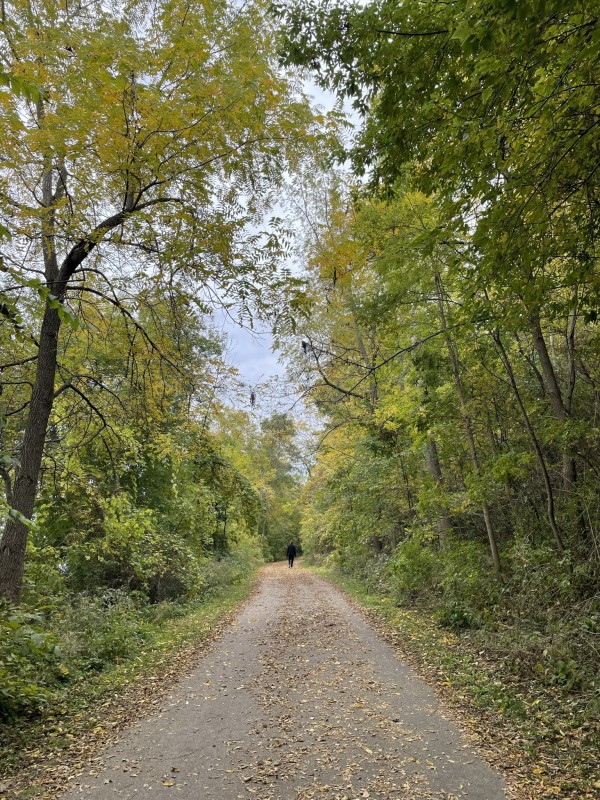 Forest Trail by Anat Ambar