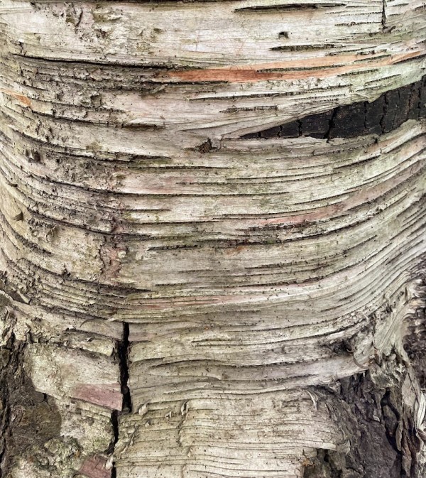 Tree Trunk Textures by Anat Ambar