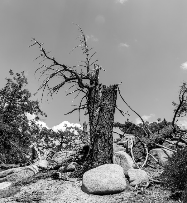 Dying Tree by Anat Ambar