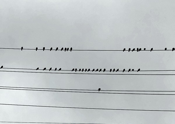 Birds on Wires by Anat Ambar