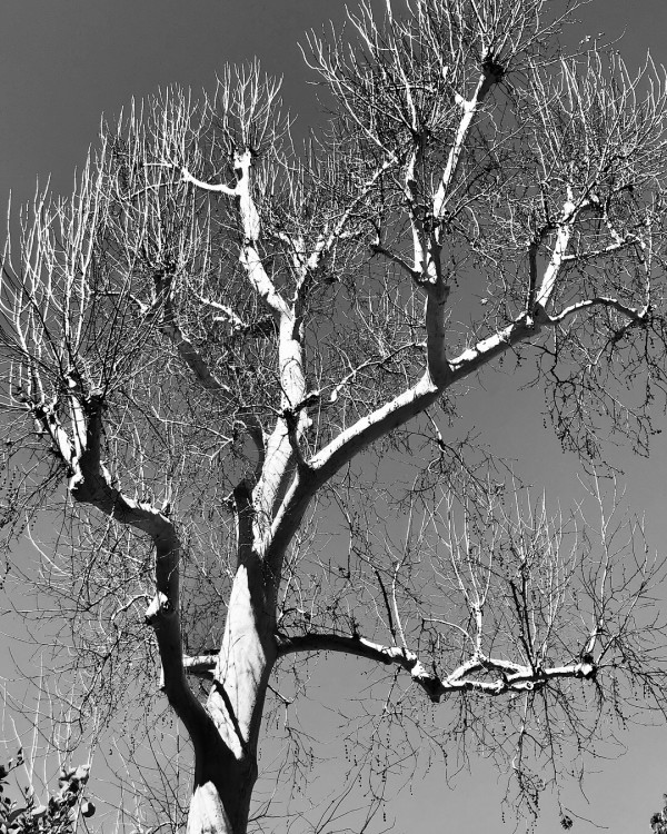 Bare Tree by Anat Ambar