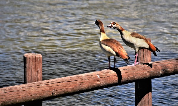 In Conversation by Anat Ambar