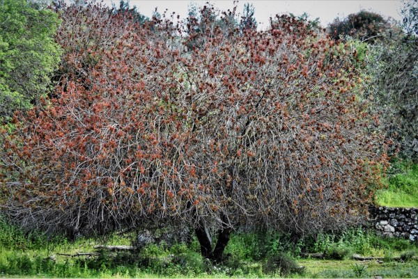 Blooming Tree by Anat Ambar