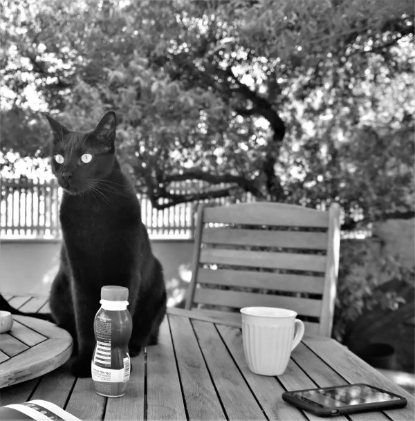 Black Cat by Anat Ambar