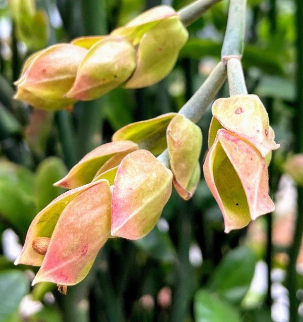 Plant by Anat Ambar