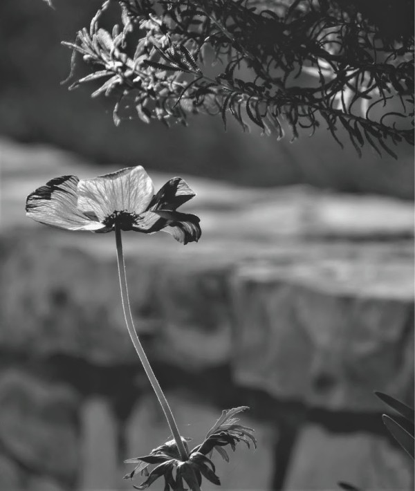 Poppy Flower by Anat Ambar