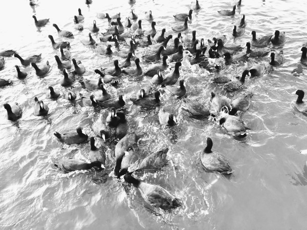 Duck's Party by Anat Ambar