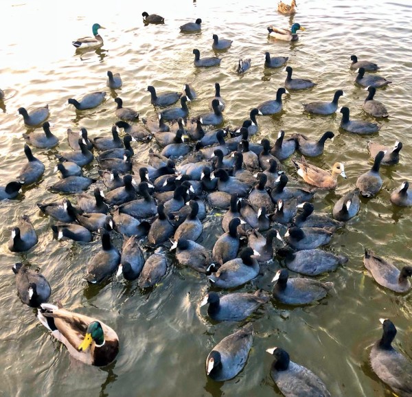 Ducks by Anat Ambar
