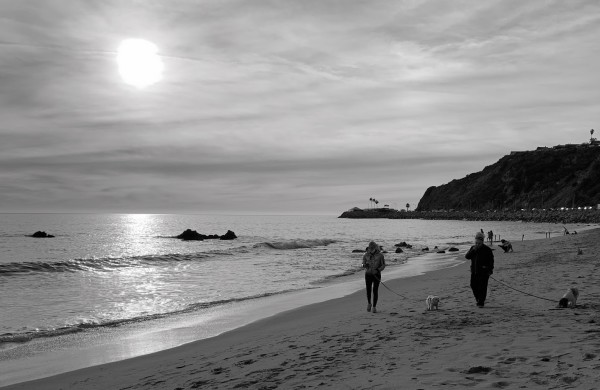 Dog Walking by Anat Ambar
