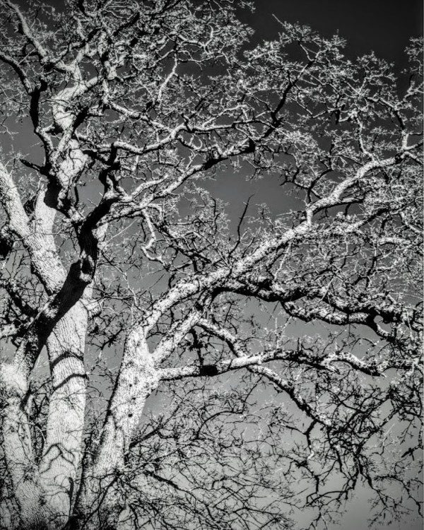 A Bare Tree by Anat Ambar