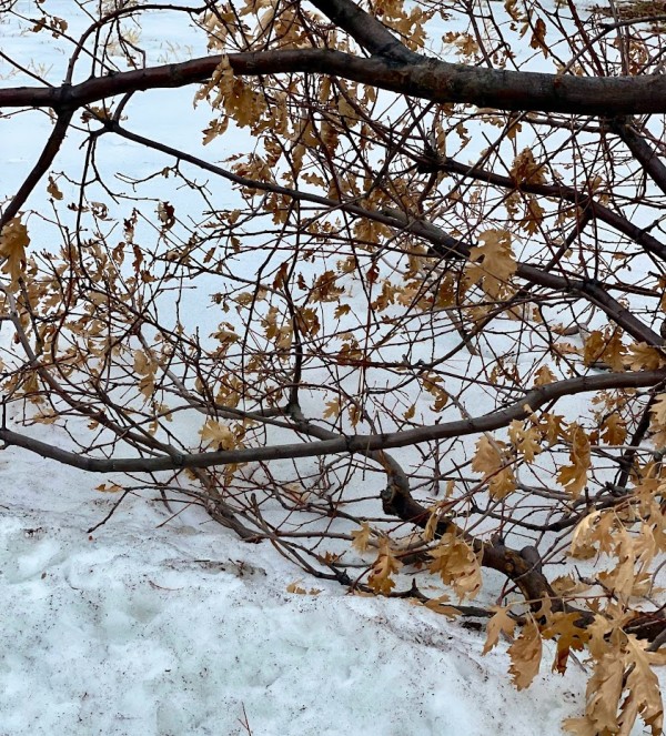 Leaves on Snow by Anat Ambar