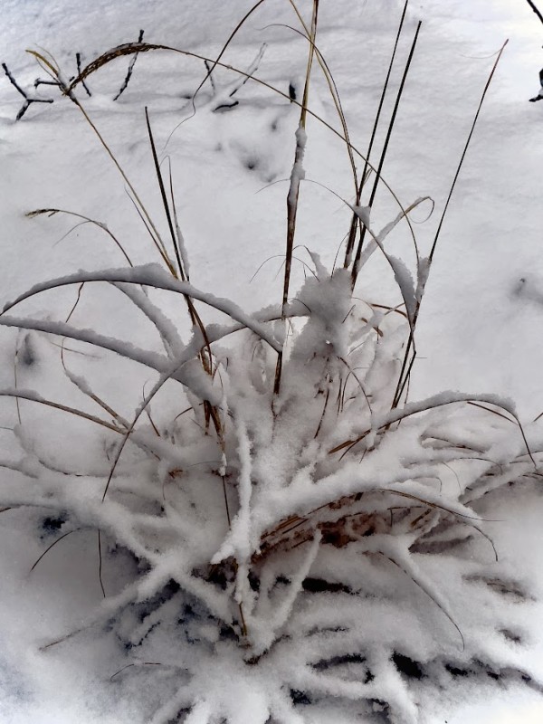 Twigs with Snow by Anat Ambar