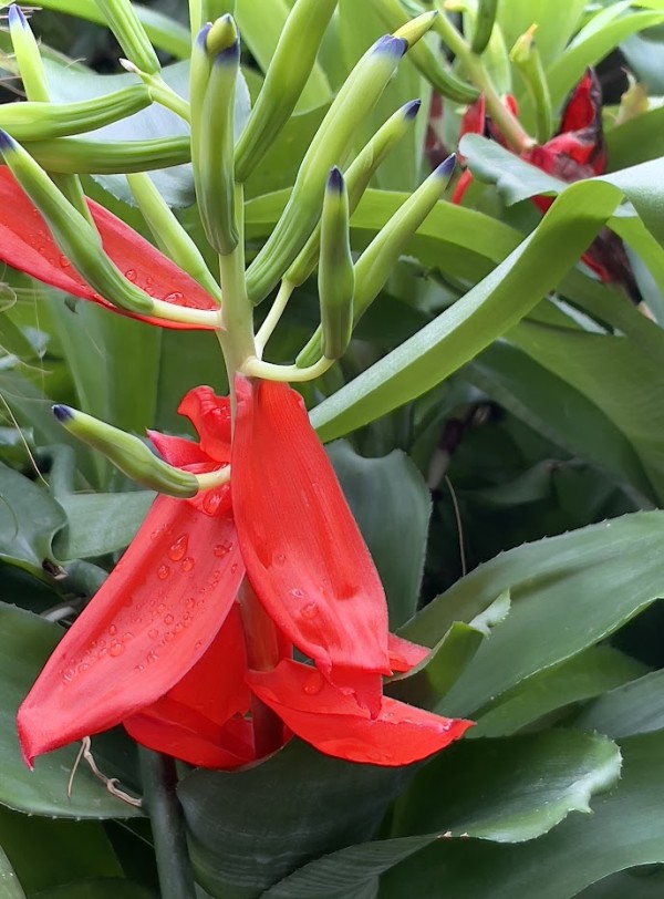 Red Flower by Anat Ambar