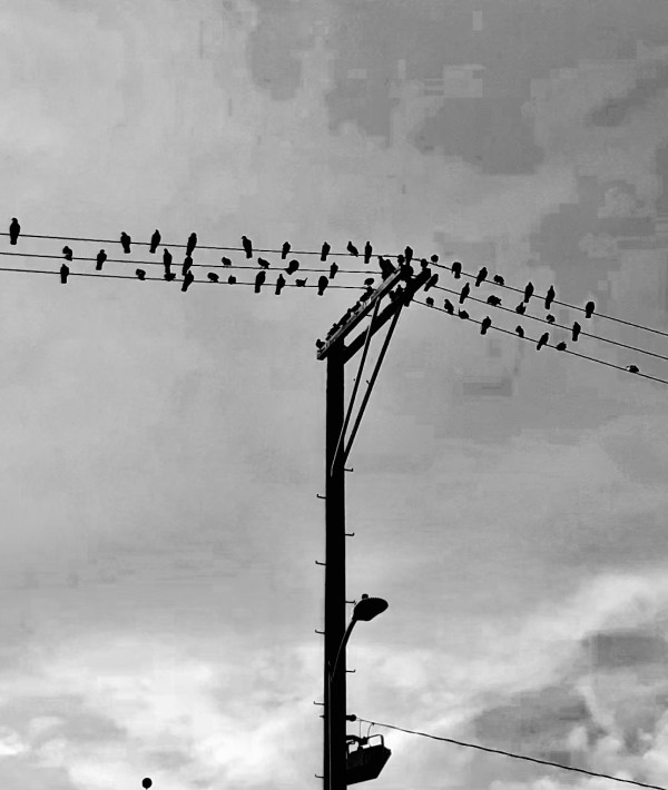Birds on Pole by Anat Ambar