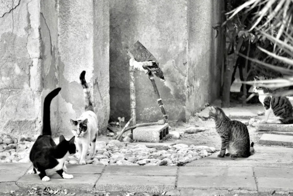 Street Cats by Anat Ambar