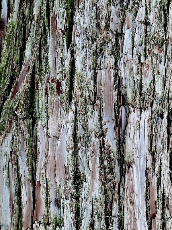 Tree Texture by Anat Ambar