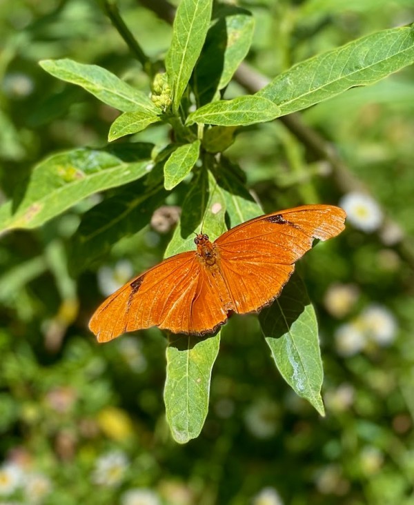 Orange Butterfly by Anat Ambar