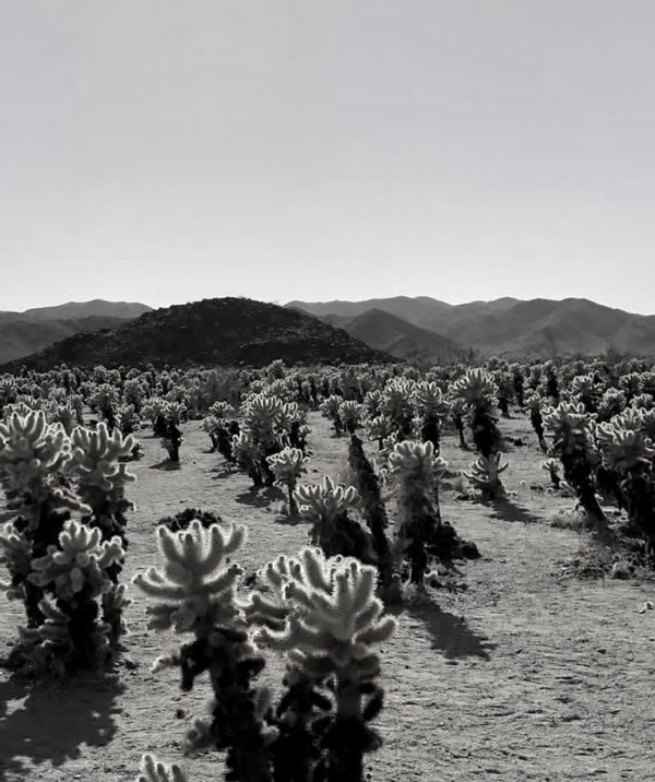 Cactus Field by Anat Ambar