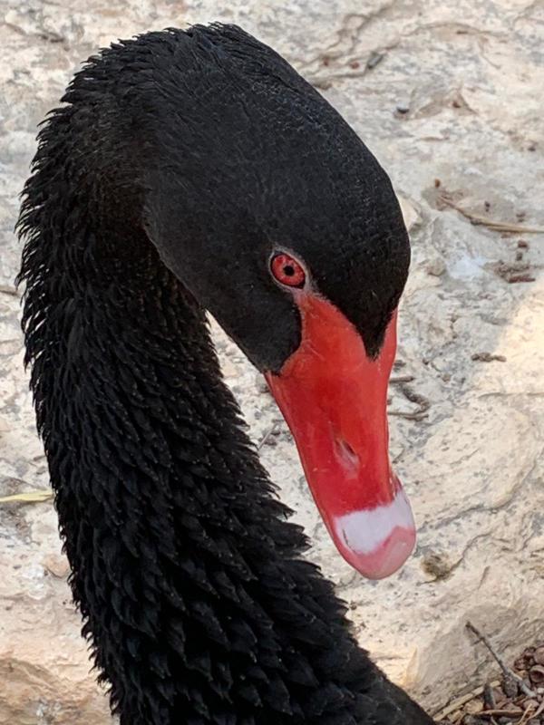 Black Swan by Anat Ambar
