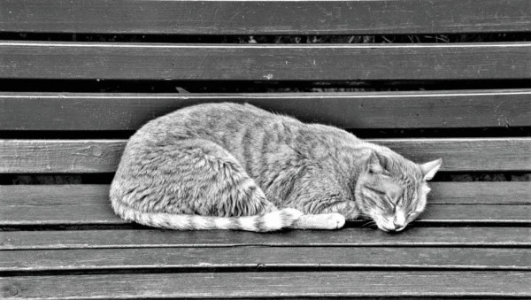 Sleeping Cat by Anat Ambar