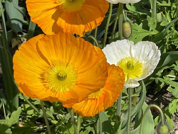 Orange flower by Anat Ambar