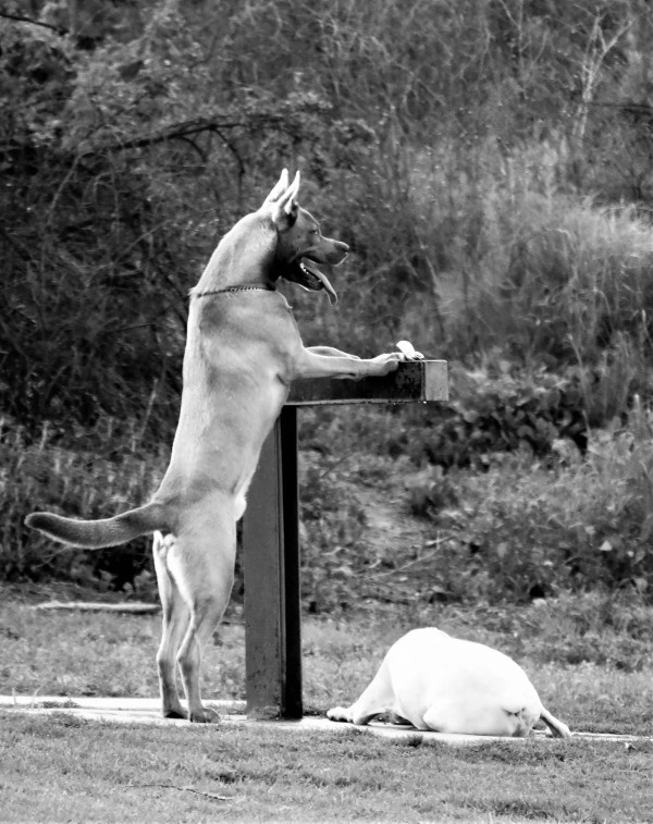 Getting a Drink by Anat Ambar