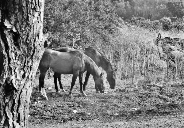 Graizing Horses by Anat Ambar