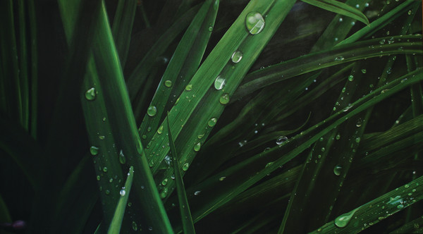 Tears of Life by Heather Bradbury