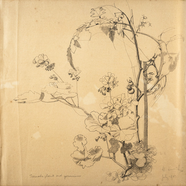 Untitled (Tomato Plant and Geranium) by Michael Lester