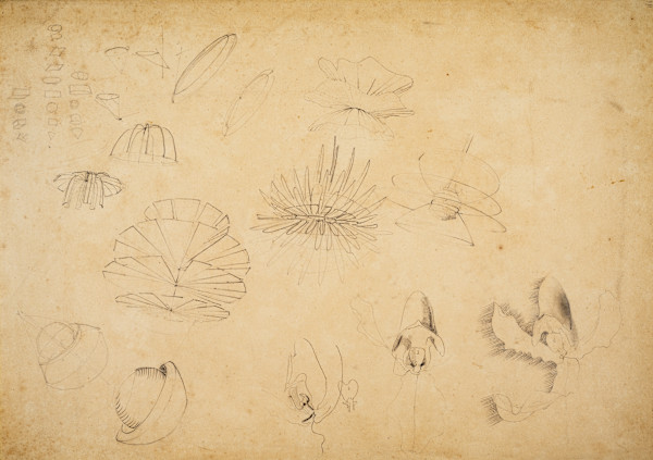 Untitled (Flower Shape Study) by Michael Lester