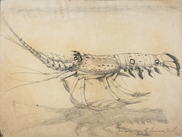 Lobster by Michael Lester