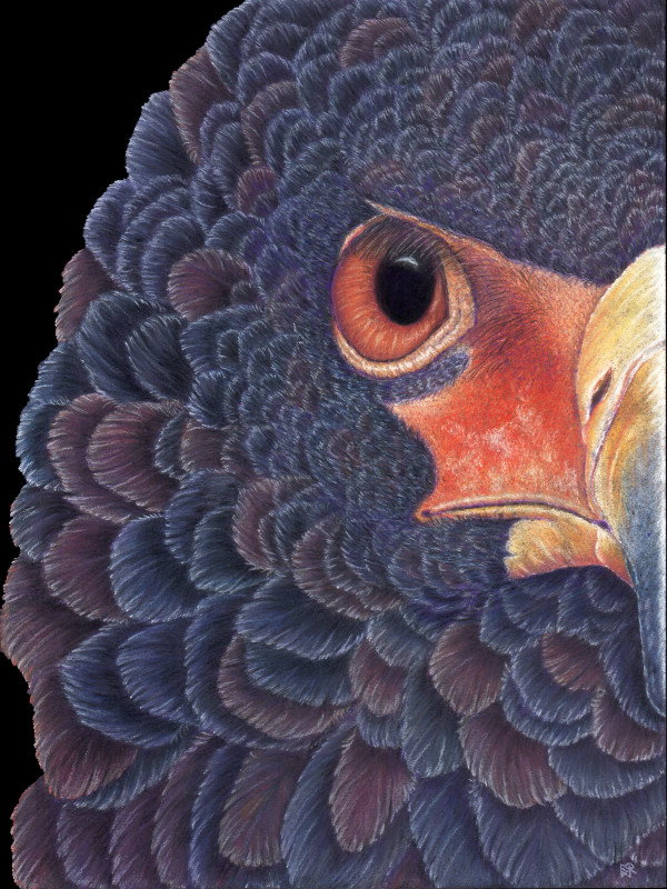Bateleur Eagle Print by Lori Corbett