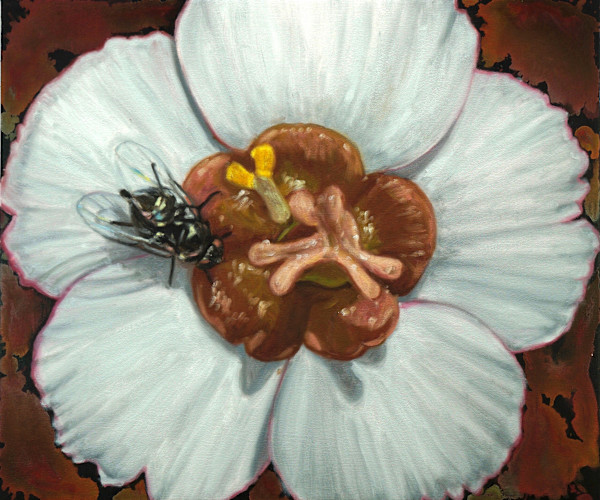 Baja Spurge by Gail Roberts, Image 4.