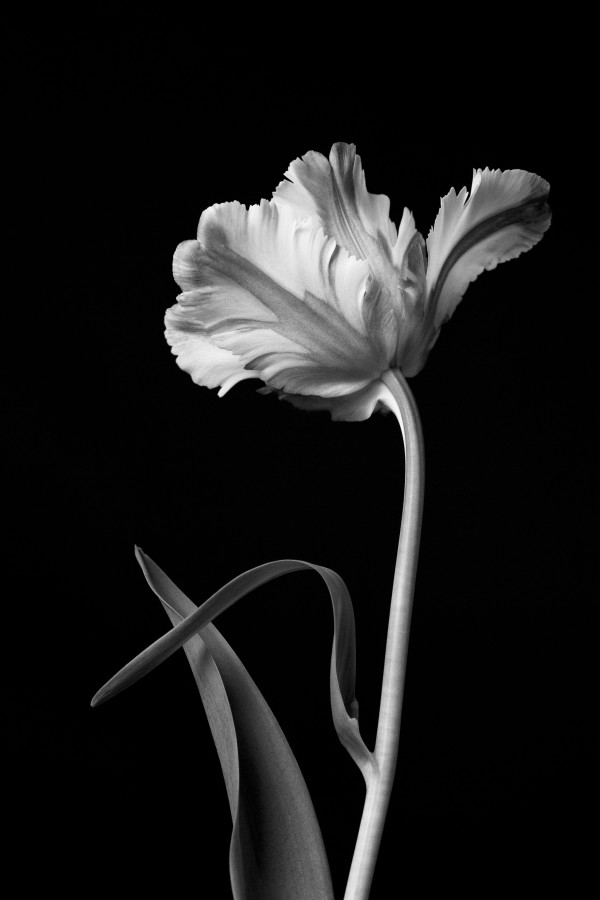 Tulip by Gabriela Almeida-Ribeiro