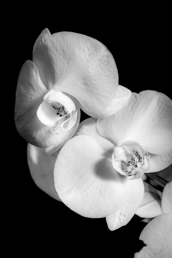Orchidia Lumin by Gabriela Almeida Ribeiro