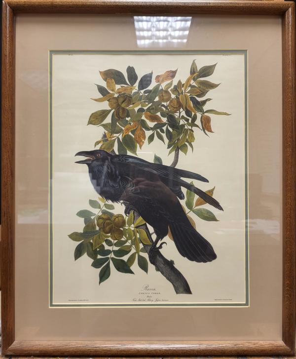Raven (Corvus Corax) by John James Audubon, Robert Havell Jr.