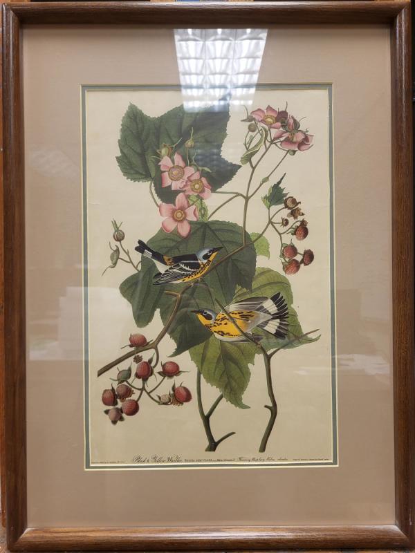 Black and Yellow Warbler by John James Audubon, Robert Havell Jr.