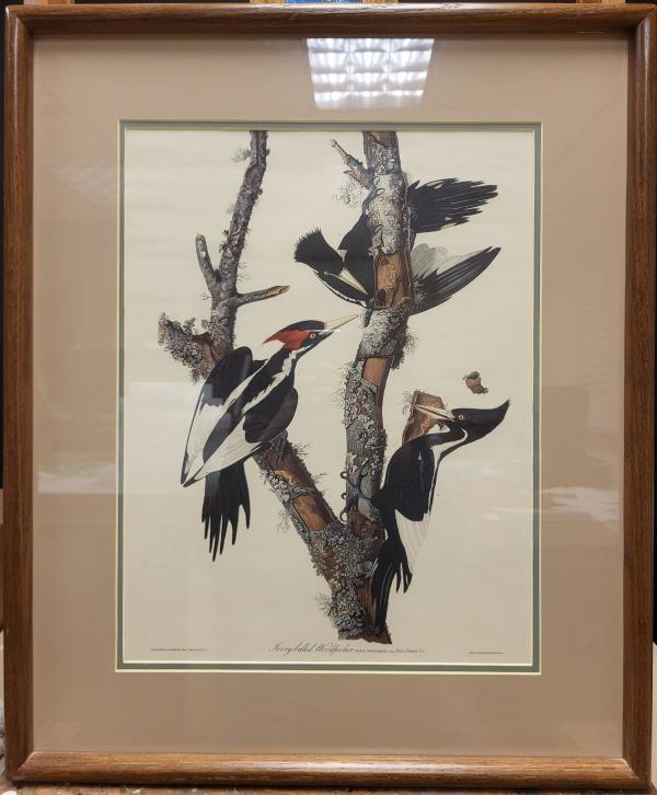 Ivory Billed Woodpecker by John James Audubon, Robert Havell Jr.