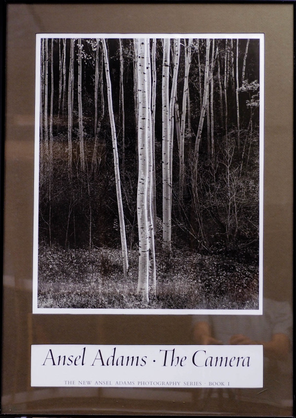 Aspens, Northern New Mexico by Ansel Adams