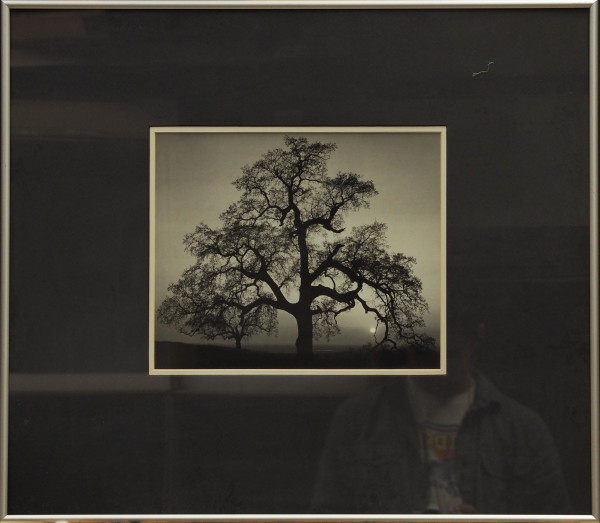 Oak Tree, Sunset City, Sierra Foothills, CA by Ansel Adams