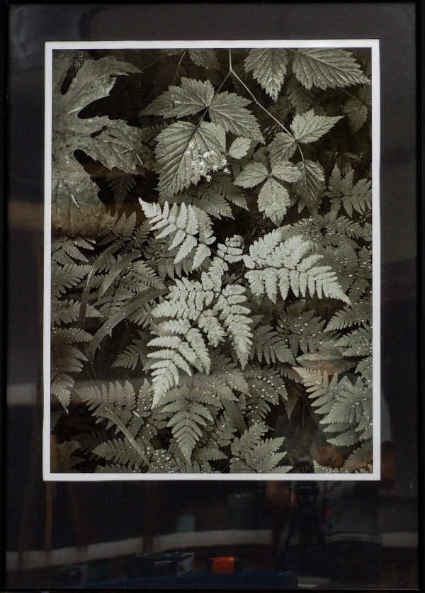 Leaves, Mount Rainier National Park, Washington by Ansel Adams
