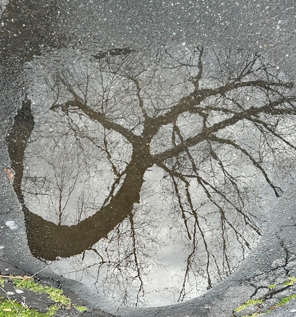 Tree Love by Kathryn Redden