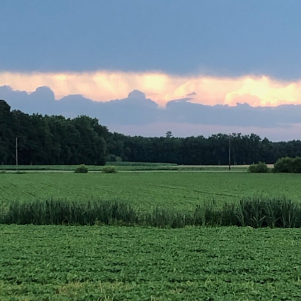 Peaceable Fields by Kathryn Redden