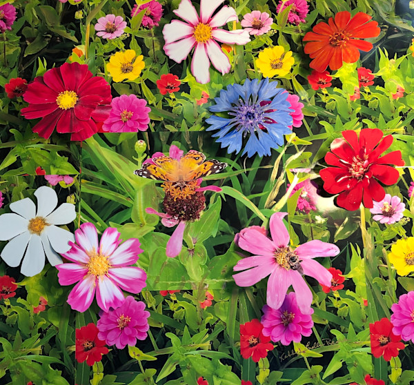 Bloomin' Explosion by Kathryn Endlein Redden